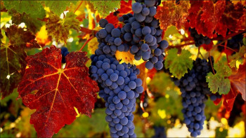 Агрофирма Владычень